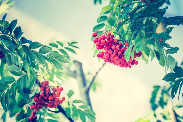 Photo vintage de fruits rowan rouges sur la branche — Photo