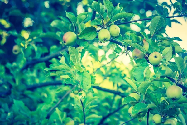 Vintage photo of young green apples — Stock Photo, Image