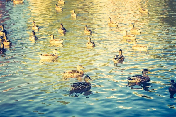 Vintage photo of herd of wild ducks swimming in small pond — Stock Photo, Image