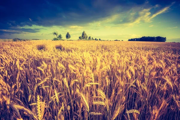 Majsfält på sommaren — Stockfoto