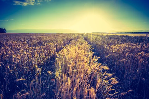 Campo de milho no verão — Fotografia de Stock