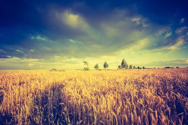 Corn field in  summer — Stock Photo, Image