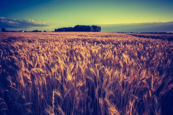 Campo de milho no verão — Fotografia de Stock