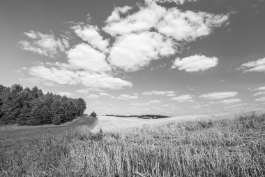 Black and white photo of stubble field under blue sky with white clouds