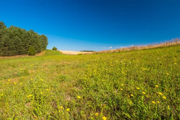 Summertime meadow under blue sky — Stock Photo, Image