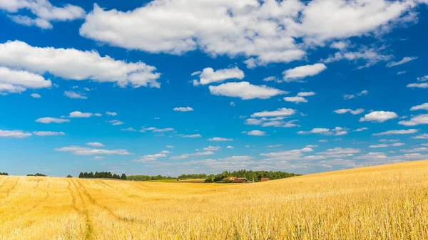 Stoppels veld onder blauwe hemel met witte wolken — Stockfoto