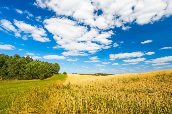 Stoppels veld onder blauwe hemel met witte wolken — Stockfoto