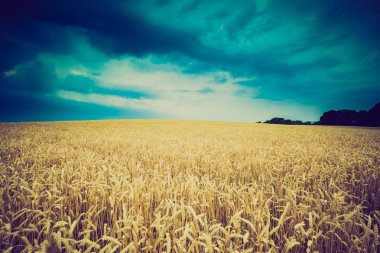 Fırtına bulutları buğday alanın üzerinde Vintage Fotoğraf