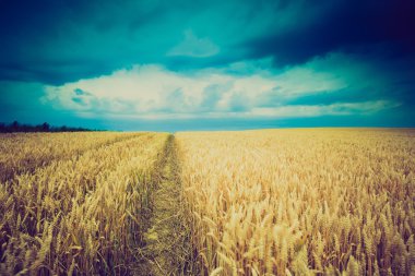 Fırtına bulutları buğday alanın üzerinde Vintage Fotoğraf
