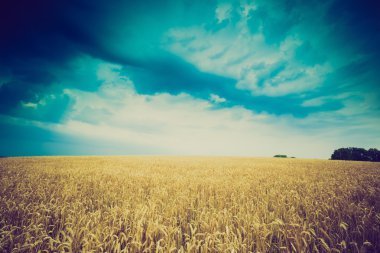 Fırtına bulutları buğday alanın üzerinde Vintage Fotoğraf