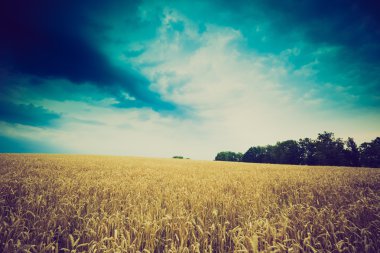 Fırtına bulutları buğday alanın üzerinde Vintage Fotoğraf