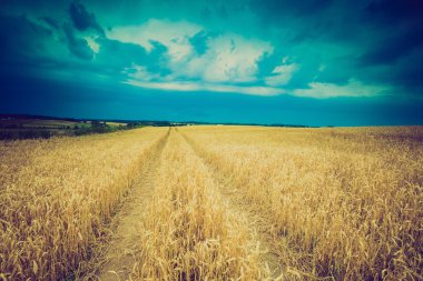 Fırtına bulutları buğday alanın üzerinde Vintage Fotoğraf