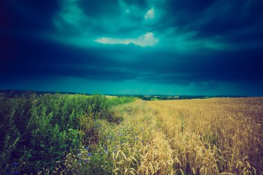 Fırtına bulutları buğday alanın üzerinde Vintage Fotoğraf
