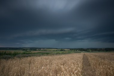Fırtına bulutları buğday alanın üzerinde Vintage Fotoğraf
