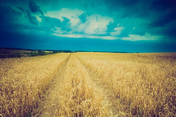 Fırtına bulutları buğday alanın üzerinde Vintage Fotoğraf