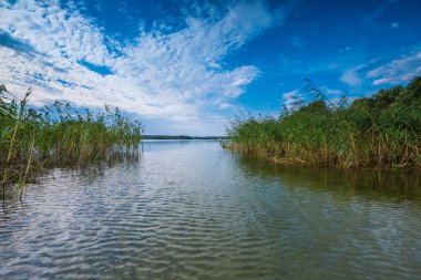 Güzel göl kıyısı sazlık ile