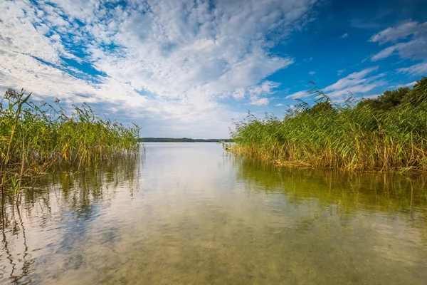 Güzel göl kıyısı sazlık ile