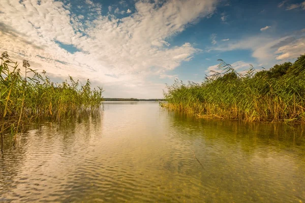 Bella riva del lago con canne — Foto Stock