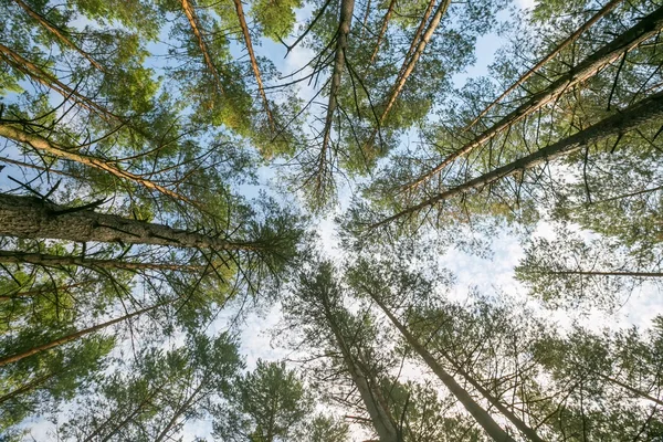 Schöner Kiefernwald - unten Blick — Stockfoto