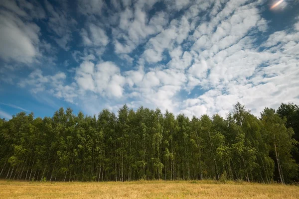 Bela floresta de vidoeiro de verão verde — Fotografia de Stock