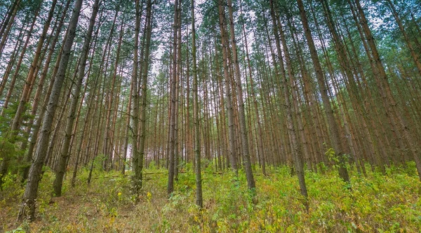 Vacker sommar tallskog — Stockfoto