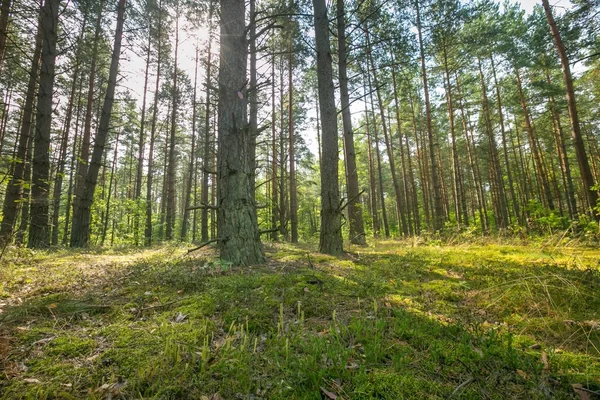 Prachtige zomer dennenbos — Stockfoto