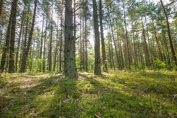 Prachtige zomer dennenbos — Stockfoto