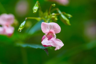 güzel vahşi Pembe çiçek