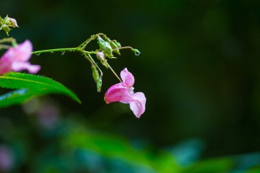 güzel vahşi Pembe çiçek