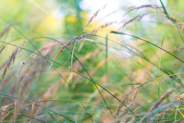 Güneş ışığı kulaklarında çimen