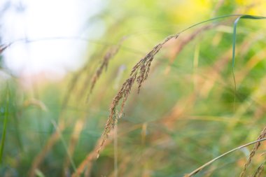 Güneş ışığı kulaklarında çimen