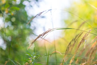 Güneş ışığı kulaklarında çimen