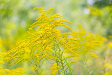 Beautiful yellow goldenrod flowers clipart