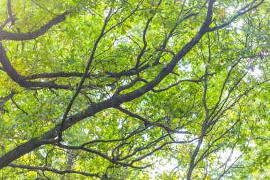 Yeşil ağaç dalları