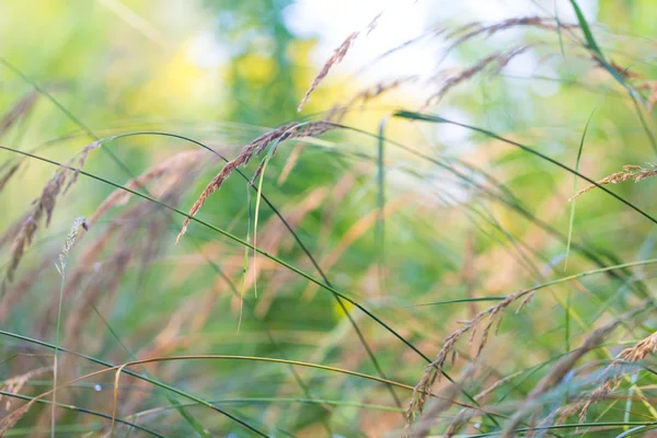 Güneş ışığı kulaklarında çimen
