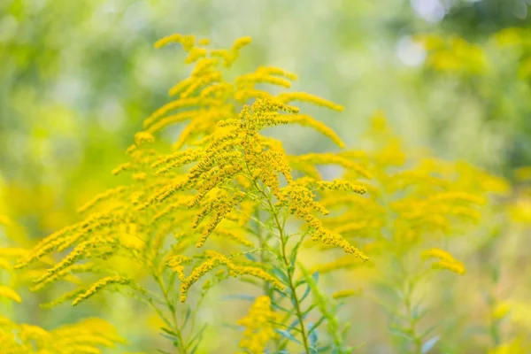 Mooie gele guldenroede bloemen — Stockfoto