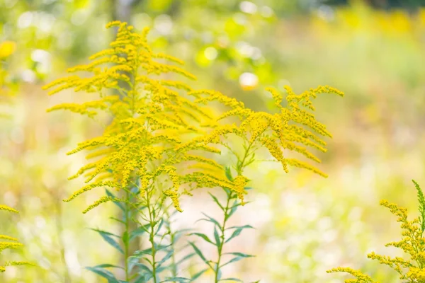 Lindas flores amarelas goldenrod — Fotografia de Stock