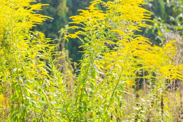 Beautiful yellow goldenrod flowers — Stock Photo, Image