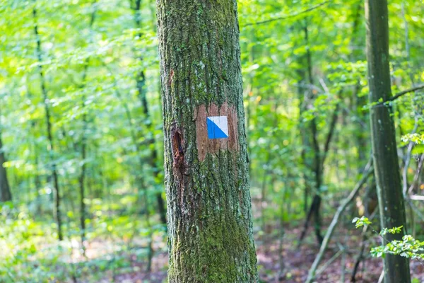 Trail sign painted on tree