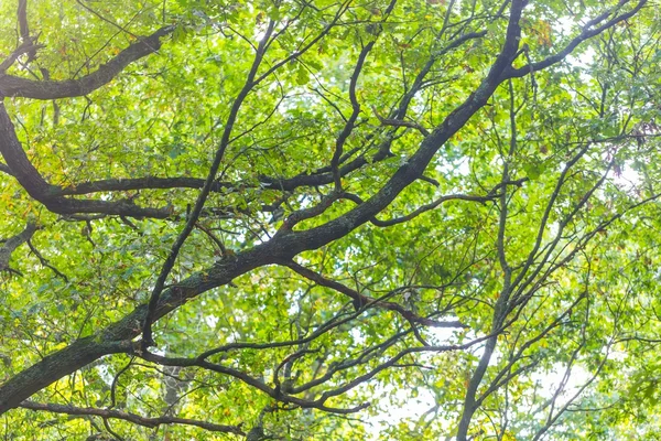 Yeşil ağaç dalları