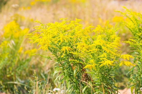 Mooie gele guldenroede bloemen Rechtenvrije Stockafbeeldingen