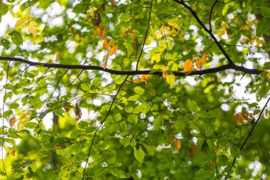 Yeşil ağaç dalları