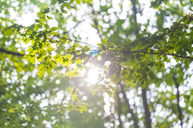 Yeşil ağaç dalları