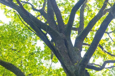 Yeşil ağaç dalları, arka plan 