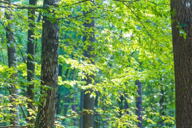 Yeşil ağaç dalları, arka plan 