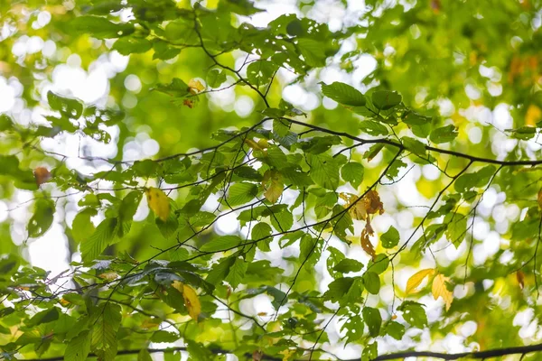 Ramas de árboles verdes — Foto de Stock