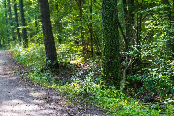 Yeşil ağaç dalları, arka plan 