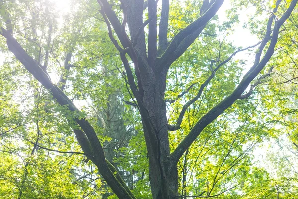 Fond abstrait de branches d'arbres verts — Photo