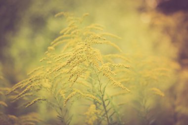 Vintage fotoğraf güzel Sarı Altın Başak çiçek çiçeklenme