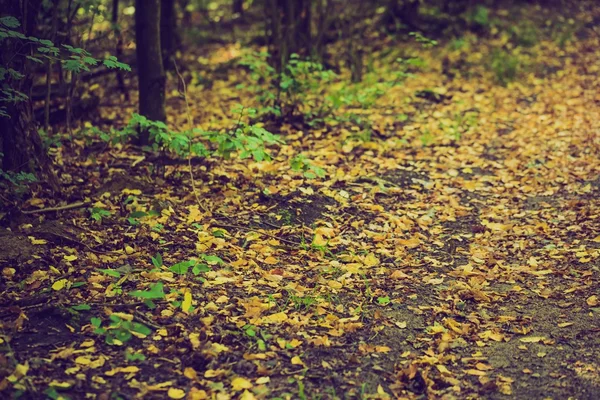 Vintage photo of autumnal forest — Stock Photo, Image